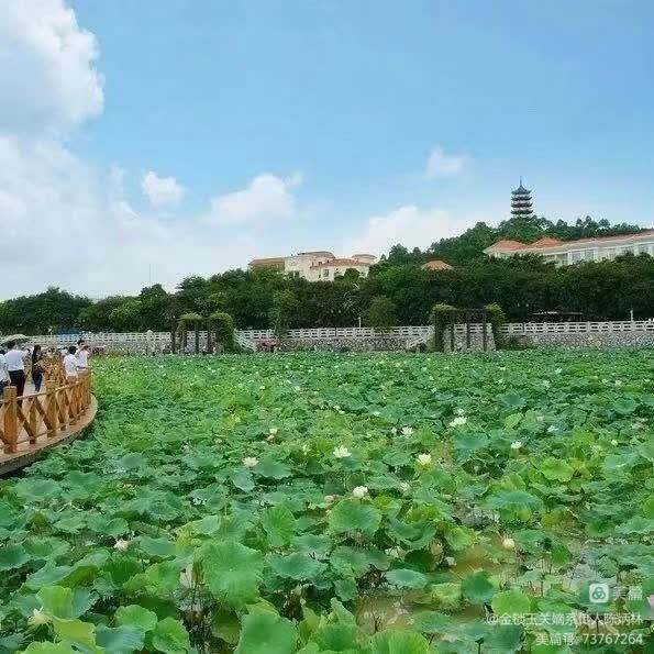 金锁玉关让我避免了杀猪盘